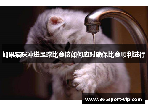 如果猫咪冲进足球比赛该如何应对确保比赛顺利进行